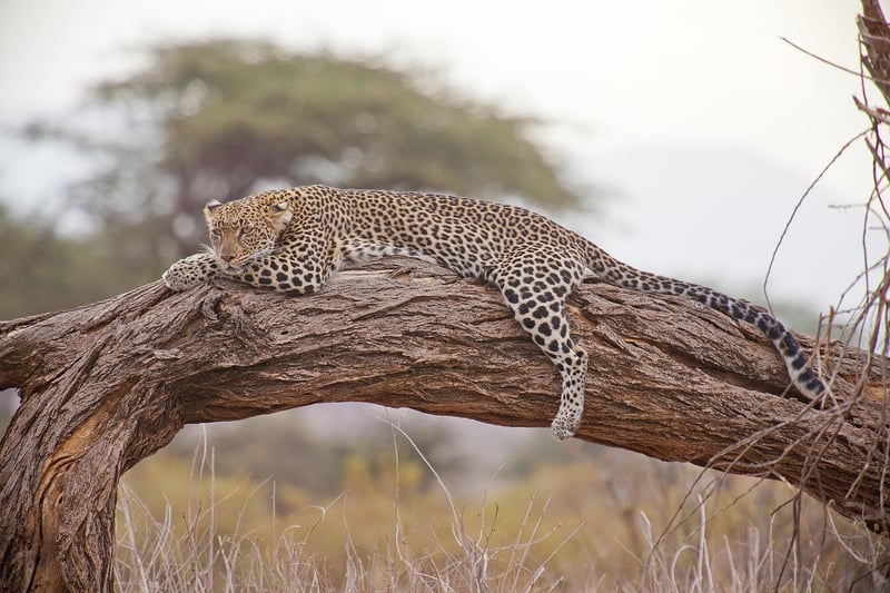 Safari Tour Image